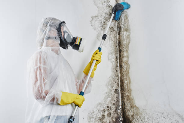 Best Attic Mold Remediation in Dayton, KY